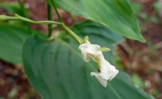 Como Plantar Araruta ou Maranta Foto do Rizoma, Folhas, Sementes, Flor