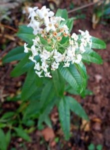 flor-do-cidrão-benefícios-
