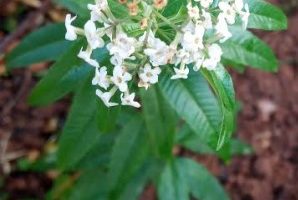 Benefícios do Cidró – Como Plantar Erva Luísa, Cidreira, Como Usar