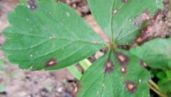 Folhas do Morango com Manchas Redondas Marrons -Tipo doença