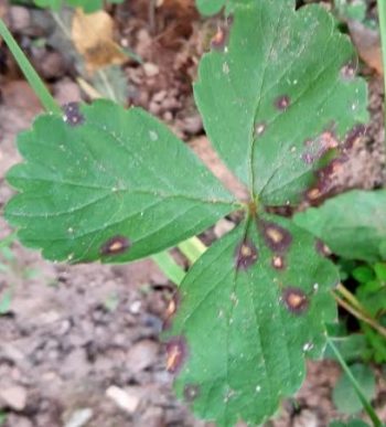 Folhas do Morango com Manchas Redondas Marrons -Tipo doença
