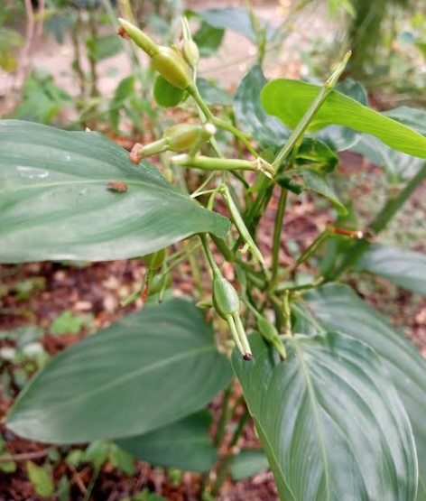 como-plantar-araruta-cultivo-vitaminas-uso-medicinal