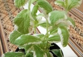 Hortelã Variegata – Benefícios e Uso Medicinal – Tipos e Como Plantar