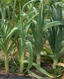 como-plantar-mudar-de-alho-poró-