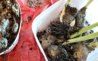 Como Replantar Tulipa – Bulbos da Tulipa depois que a Flor Murcha