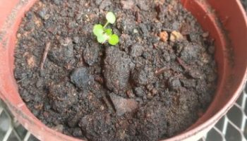 Onde Plantar Muda de Agrião da Água – Dicas de Cultivo de Agrião