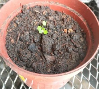 Onde Plantar Muda de Agrião da Água – Dicas de Cultivo de Agrião