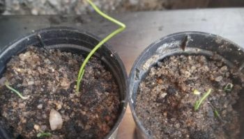Onde Plantar Mudas de Alho Poró – Dicas de Cultivo de Alho Poró