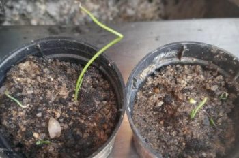 Onde Plantar Mudas de Alho Poró – Dicas de Cultivo de Alho Poró