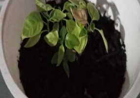 Como Fazer Mudas de Pimentão – Dicas de Cultivo de Pimentão