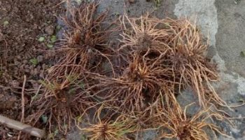 Como Replantar Raiz de Aspargo Comestível – Cultivo com Garra ou Aranha