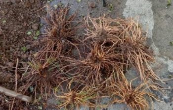 Como Replantar Raiz de Aspargo Comestível – Cultivo com Garra ou Aranha