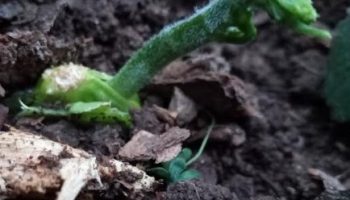 Como Plantar a Semente do Chuchu – Plantar Chuchu no Vaso ou Chão