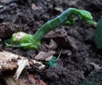 Como Plantar a Semente do Chuchu – Plantar Chuchu no Vaso ou Chão