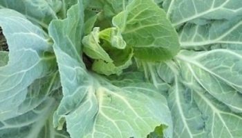 Couve Portuguesa – Como Plantar, Sementes, Muda, Vitaminas da Couve
