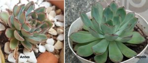 echeveria-no-sol-e-na-sombra-cuidados-suculentas-
