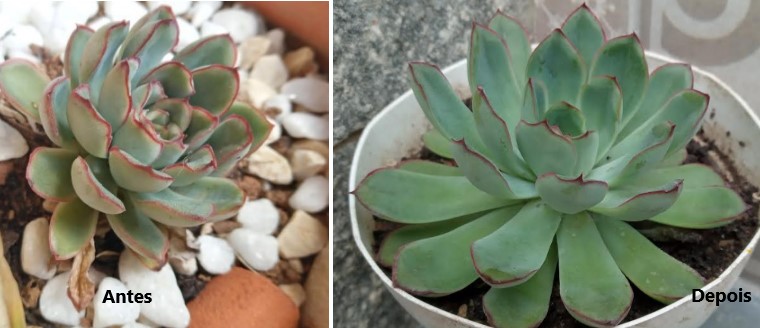echeveria-no-sol-e-na-sombra-cuidados-suculentas-