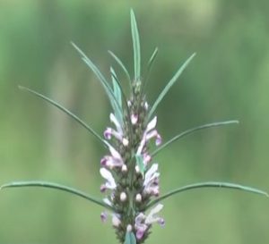 flor-do-rubim-macaé-paratudo-
