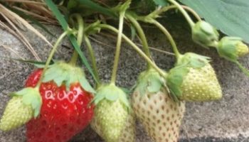 Como Lavar Morango para Tirar Agrotóxico – Estudo e Controvérsia