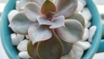 Rosa de Pedra, Echeveria ou Roseta Como Cuidar, Fazer Muda de Folhas