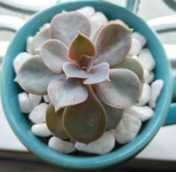 Rosa de Pedra, Echeveria ou Roseta Como Cuidar, Fazer Muda de Folhas