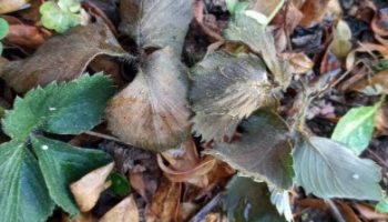 As folhas do Morango Secaram – Causas, Excesso de Adubo pode Matar?