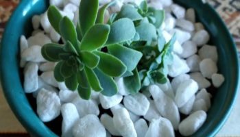 Onde Colocar as Suculentas – Cuidados com Rega, Vaso, Sol e Vaso Ideal