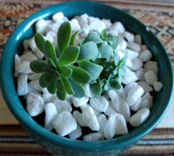 Onde Colocar as Suculentas – Cuidados com Rega, Vaso, Sol e Vaso Ideal