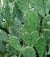 Figo Indiano – Opuntia Humifusa – Como Cuidar, Flor e Fruto