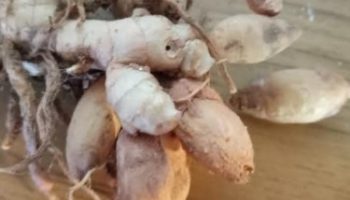 Chá de Zedoária como Expectorante – Chá para Asma, Bronquite, Fígado