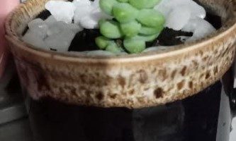 Suculenta Sedum Burrito e Dedinho de Moça – Diferença e Cuidados