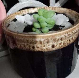 mudinha-da-suculenta-sedum-burrito-