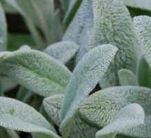 Peixinho da Horta ou Pulmonária – Benefícios para a Saúde, Como Usar