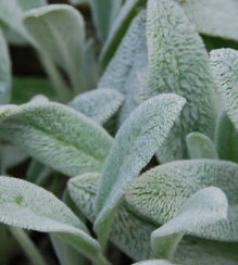 Peixinho da Horta ou Pulmonária – Benefícios para a Saúde, Como Usar