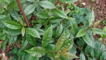 Receitas com Ora Pro Nóbis – Vitaminas e Benefícios à Saúde da PANC