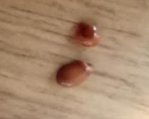 sementes-de-anis estrelado- como-plantar-