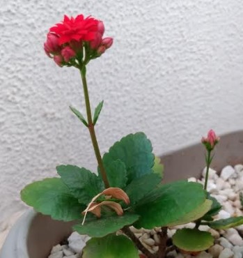 suculenta-kalanchoe-vermelha-cuidados-rega-