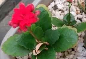 Suculenta Kalanchoe – Como Cuidar da Flor da Fortuna e Felicidade