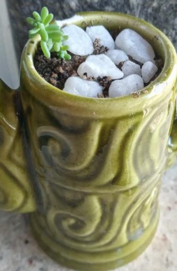 Mini Suculenta Sedum Dasyphyllum Major – Foto e Como Cuidar e Rega