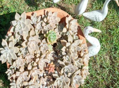 planta-madrepérola-echeveria-rosa-de-pedra-