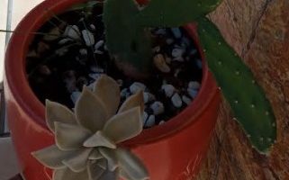 Planta Madrepérola Suculenta Fantasma, Roseta Branca folhas Carnudas