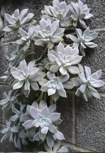 suculenta-planta-madrepérola-plantada-no-muro-foto-