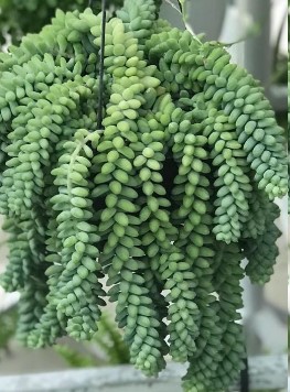 suculenta-sedum-burrito-e-morganianum-diferença-
