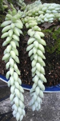 suculenta-sedum-morganianum-rabo-de-burro-