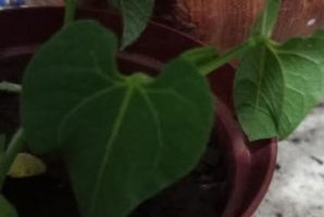 Como Plantar Feijão de Vagem Macarrão Trepador em Vaso e na Horta