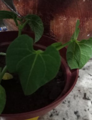 muda-como-plantar-feijão-de-vagem-macarrão-