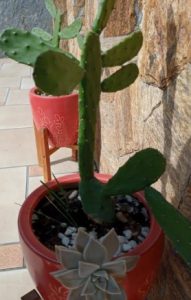 jardim-de-suculenta-e-cacto-no-vaso-