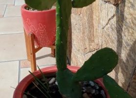 Jardim de Suculentas – Dicas de Como Fazer Muda, Cuidados e Doenças