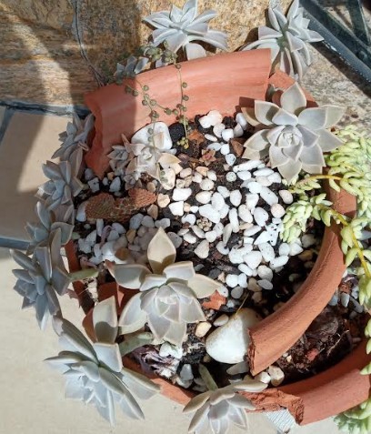 jardim-de-suculentas-e-cactos-no-vaso-jardim-