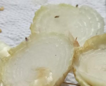 mosquitinhos-na-cebola-como-afastar-mosquitinhos-